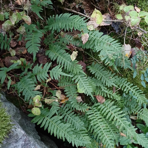 common polypody