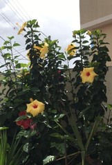 Hibiscus rosa-sinensis