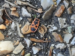 Pyrrhocoris apterus