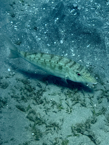 Lethrinus microdon observed 2026-09-12