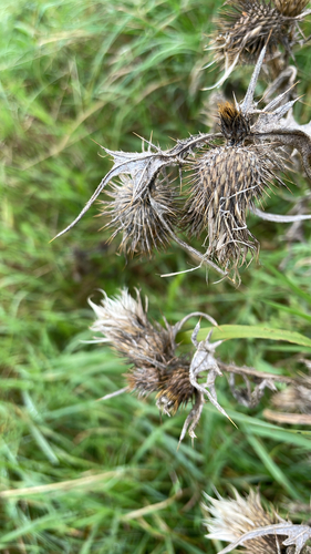 Bull Thistle