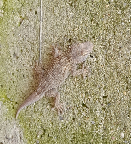 Moorish Gecko