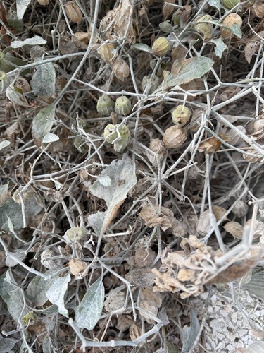 dune groundcherry