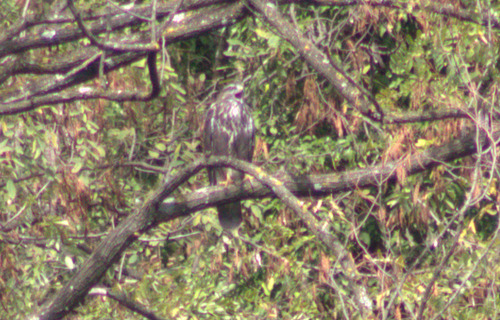 Common Buzzard