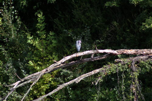 Grey Heron