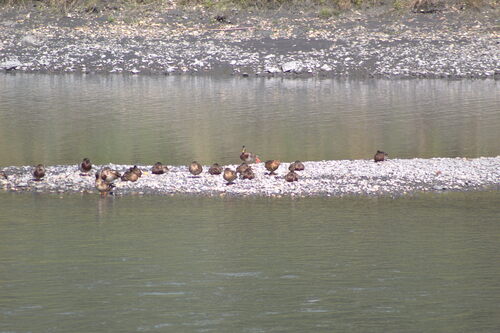Mallard