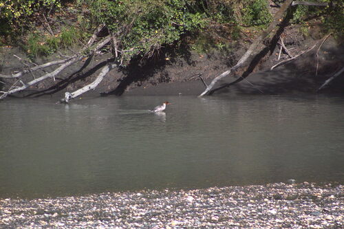 Common Merganser