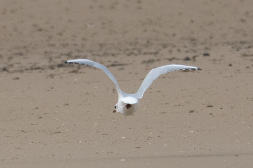 Black-headed Gull