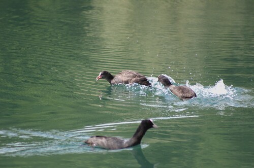 Eurasian Coot