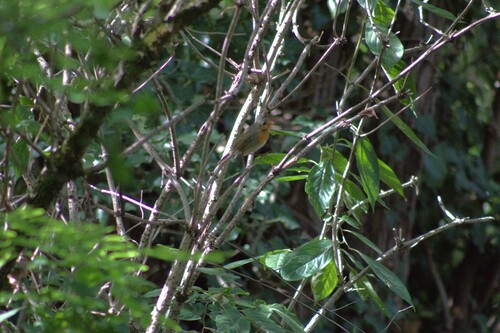 European Robin