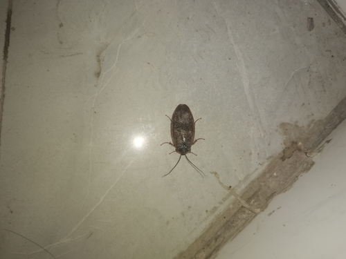 Chinese Medicinal Cockroach