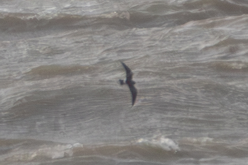 Leach's Storm-Petrel