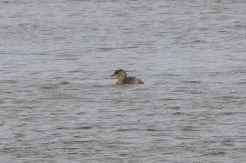 Little Grebe