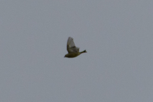 European Greenfinch