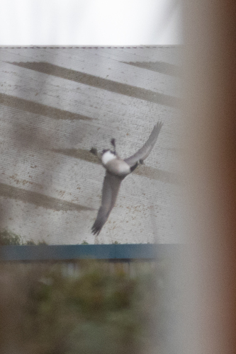 Canada Goose