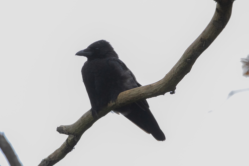 Carrion Crow