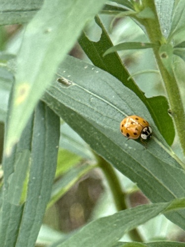 Asian Lady Beetle