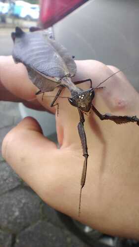 South American Dead Leaf Mantis