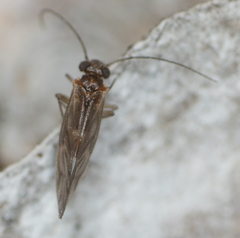 Maoripsocus
