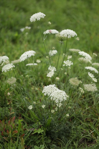 wild carrot