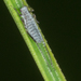 Pine Needle Aphid - Photo no rights reserved, uploaded by Jesse Rorabaugh