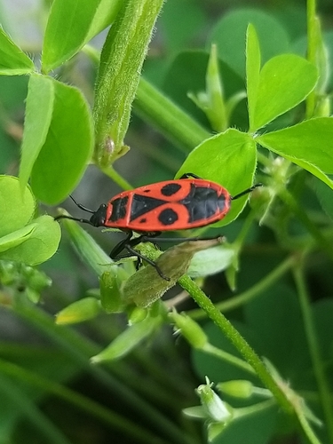 European Firebug