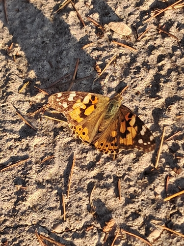 Painted Lady