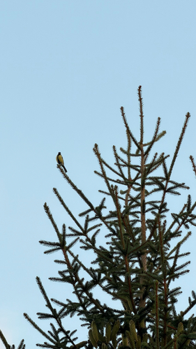 Great Tit