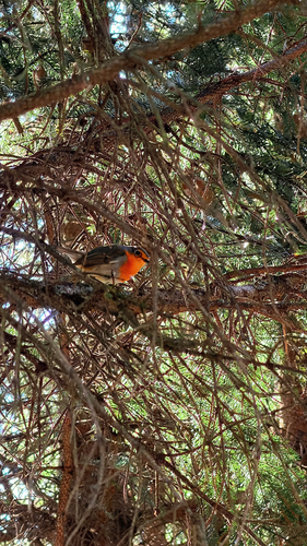 European Robin