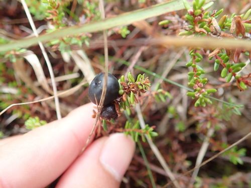 black crowberry