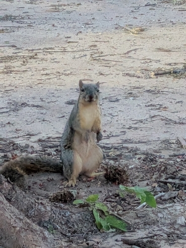 Eastern Fox Squirrel