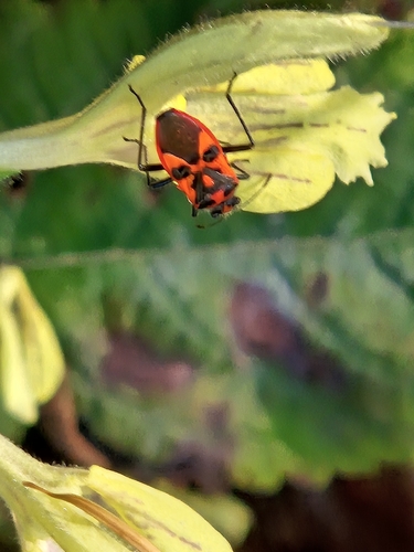 Spotted Firebug