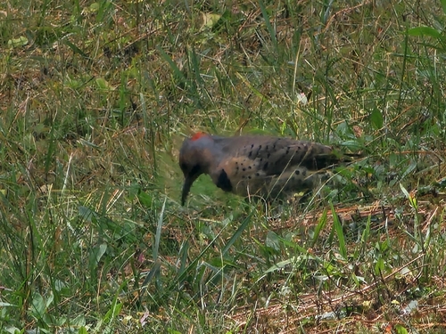 Northern Flicker