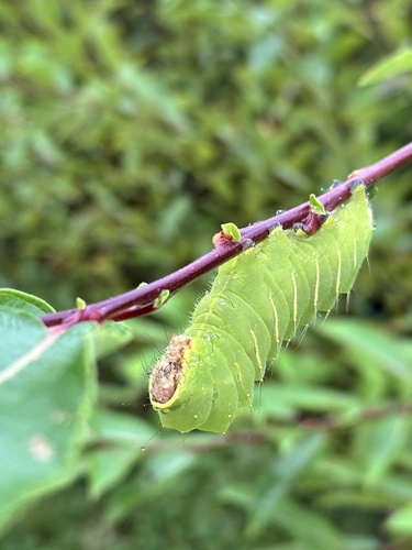 Polyphemus Moth