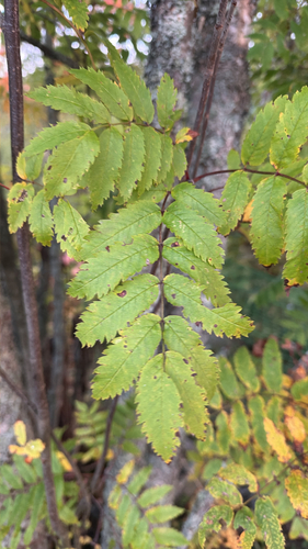 European mountain ash