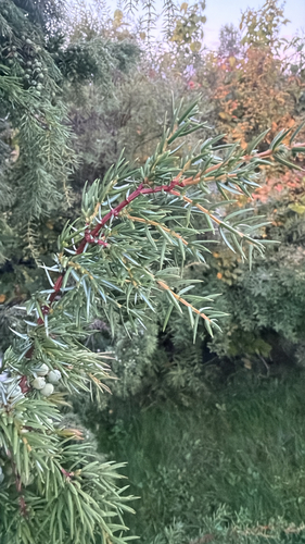 common juniper