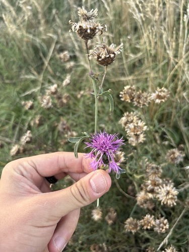 Greater Knapweed