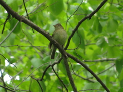 Empidonax flaviventris