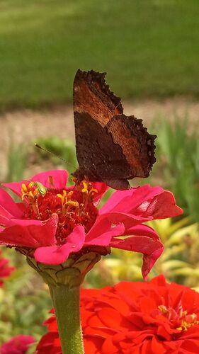 Milbert's Tortoiseshell