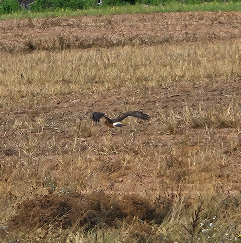 Northern Harrier