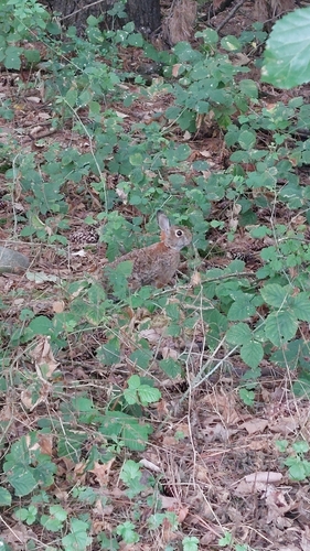 Eastern Cottontail