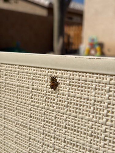 Western Honey Bee