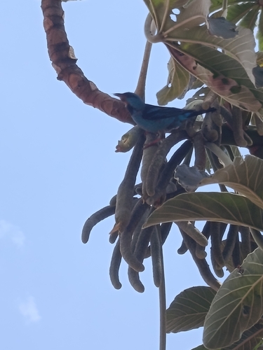 Blue Dacnis