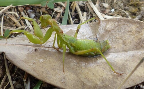 European Dwarf Mantis