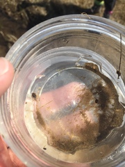 Laccophilus maculosus