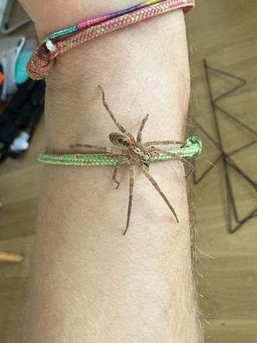 Mediterranean Spiny False Wolf Spider