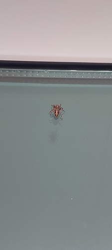 Pantropical Jumping Spider