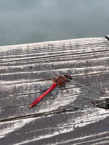 Ruddy Darter