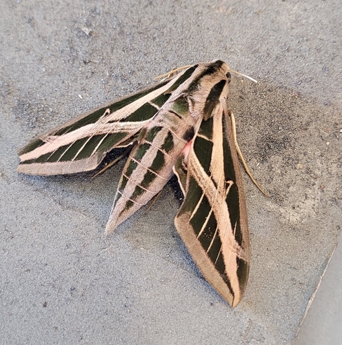 Banded Sphinx