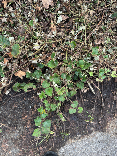 Rubus tricolor, photograph 4